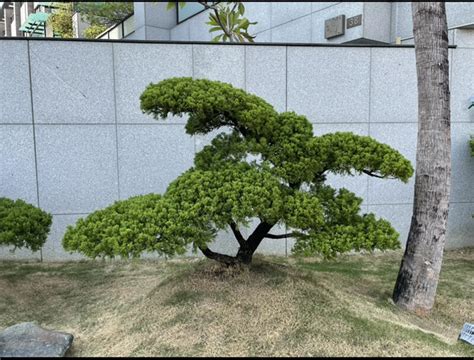 銀柏風水